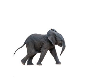 Beyaz arka planda izole edilmiş Afrika çalı fili yavrusu Fil giller familyasından Specie Loxodonta africana
