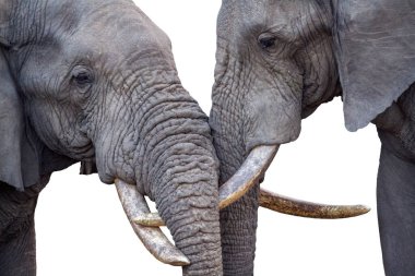 Güney Afrika 'daki Kruger Ulusal Parkı' nda birbirine bağlanan iki Afrika filinin yakın plan çekimi.