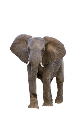 Afrika çalı fili ön görüntüsü Güney Afrika 'daki Kruger Ulusal Parkı' nda beyaz arka planda izole edilmiş.