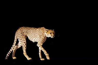 Siyah arka planda yalnız yürüyen çita Felidae ailesinden Specie Acinonyx jubatus