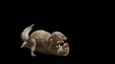 Siyah arka planda iki cüce firavun faresi dövüşü; Herpestidae familyasından Specie Helogale parvula