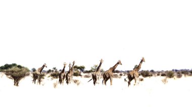Beyaz arka planda izole edilmiş küçük bir grup zürafa; Giraffidae familyasından Specie Giraffa camelopardalis