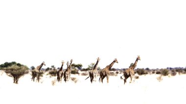 Small group of Giraffes isolated in white background  ; Specie Giraffa camelopardalis family of Giraffidae clipart