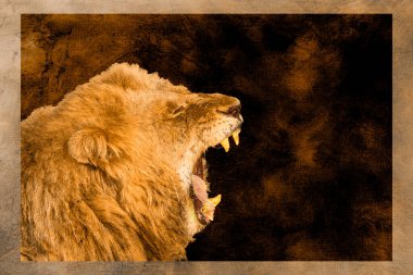 Yağlı boya tablosu olan Afrika aslanı resimleri; Felidae familyasından Specie Panthera leo