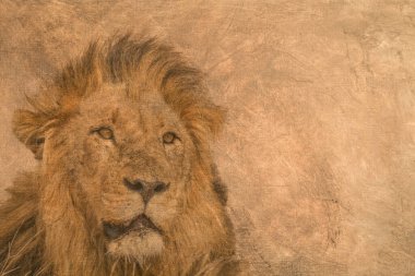 Yağlı boya tablosu olan Afrika aslanı resimleri; Felidae familyasından Specie Panthera leo