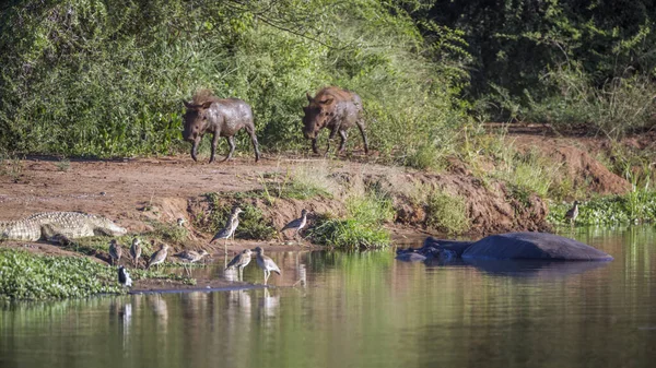 Vida Silvestre Junto Lago Parque Nacional Kruger Sudáfrica Aves Acuáticas — Foto de Stock