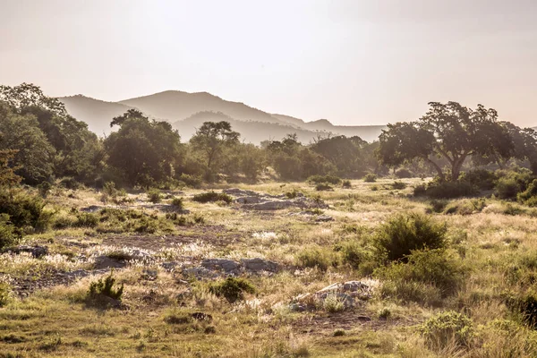 Suchá Říční Krajina Podsvícení Národním Parku Kruger Jihoafrická Republika — Stock fotografie