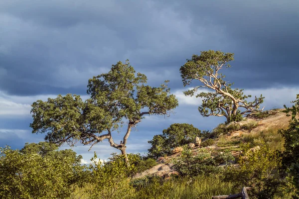 Stromový Scenérie Bouřlivém Počasí Kruger National Park Jihoafrická Republika — Stock fotografie