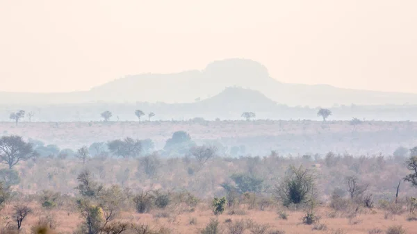 Misty Πρωί Στο Θάμνο Στο Kruger National Park Νότια Αφρική — Φωτογραφία Αρχείου