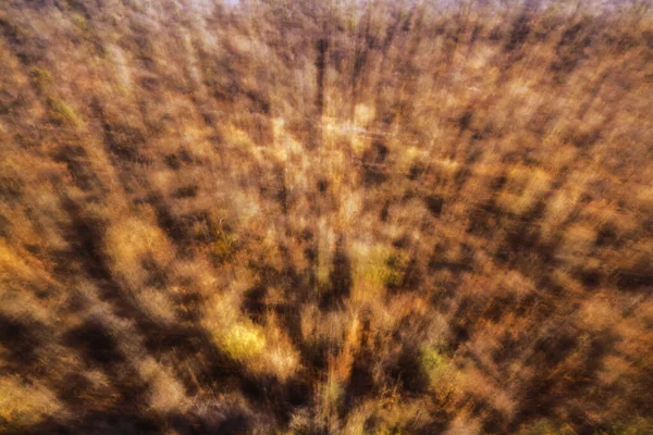 Abstract Zooming Effect Bush Kruger National Park África Sul — Fotografia de Stock