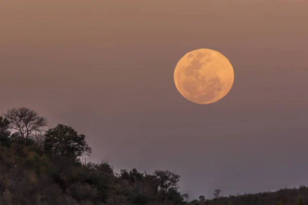 Luna Rossa Piena Nel Parco Nazionale Kruger Sud Africa — Foto Stock