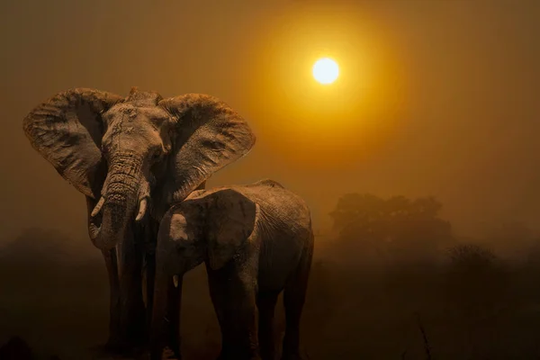 Słoń Afrykański Krajobrazie Zachodu Słońca Parku Narodowym Kruger Republika Południowej — Zdjęcie stockowe