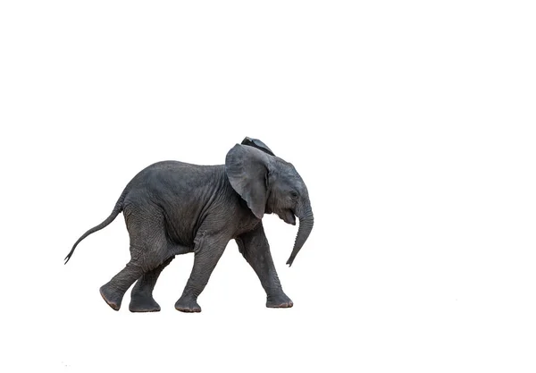 Afrikanisches Buschelefantkalb Läuft Isoliert Auf Weißem Hintergrund Art Loxodonta Africana — Stockfoto