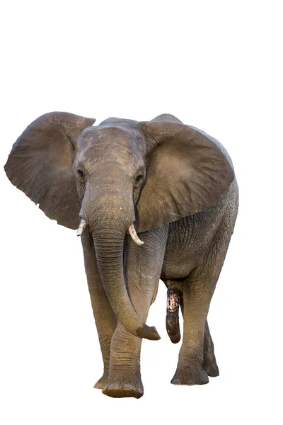 Vista Frontal Elefante Africano Isolado Fundo Branco Parque Nacional Kruger — Fotografia de Stock