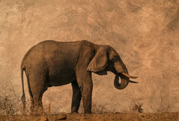 African bush elephant multiple images with oil painting background ; Specie Loxodonta africana family of Elephantidae