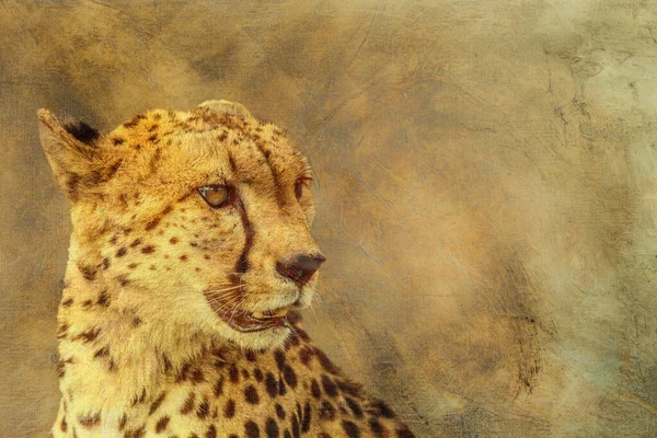 具有油画背景的猎豹肖像画多幅图像 Felidae的特指刺槐科 — 图库照片