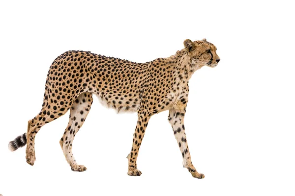 Cheetah Elszigetelt Fehér Háttérrel Kgalagadi Határokon Átnyúló Park Dél Afrika — Stock Fotó
