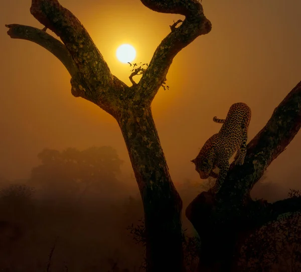 Leopard Går Ner Ett Träd Vid Solnedgången Kruger National Park — Stockfoto