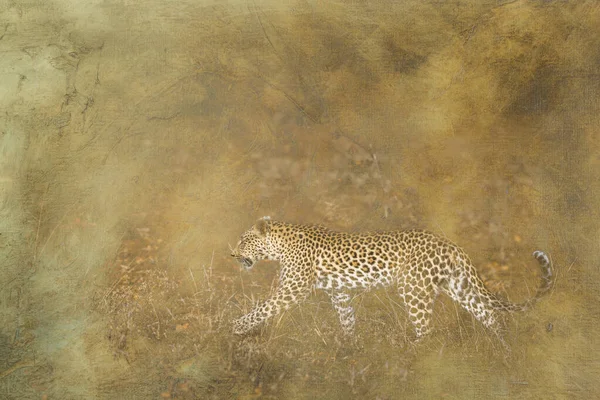 Leopard multiple images with oil painting background  ; Specie Panthera pardus family of Felidae