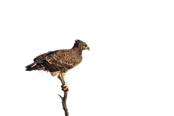 Бойовий Орел Був Ізольований Білому Тлі Національному Парку Крюгер Південна — стокове фото