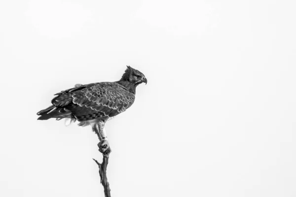 Aquila Marziale Appollaiata Bianco Nero Nel Parco Nazionale Kruger Sudafrica — Foto Stock