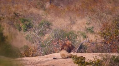 Afrika aslanı, Güney Afrika 'daki Kruger Ulusal Parkı' nda kayanın üzerine uzanmış, Felidae ailesinden Specie Panthera leo.