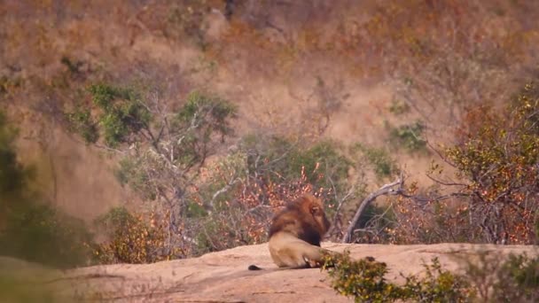 アフリカのライオンは南アフリカのクルーガー国立公園の熱で岩の上に横たわっています — ストック動画