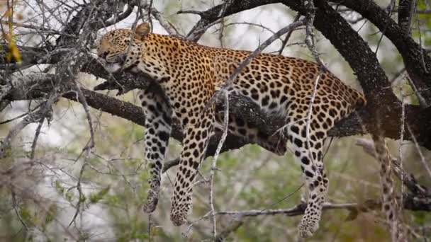 Leopard Sleeping Tree Branch Kruger National Park Νότια Αφρική Specie — Αρχείο Βίντεο