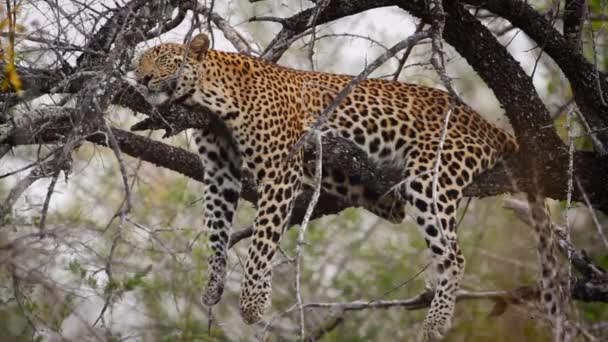 Lampart Śpiący Gałęzi Drzewa Parku Narodowym Kruger Rpa Gatunek Panthera — Wideo stockowe