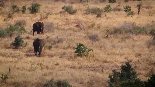 在南非克鲁格国家公园干草原上行走的非洲丛林大象群 Elephantidae的Specie Loxodonta Africana科 — 图库视频影像