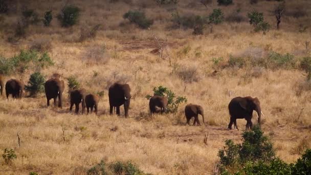 南アフリカのクルーガー国立公園の乾燥サバンナを歩くアフリカのブッシュ象の群れ ゾウ科のロコドンタアフリカの家族 — ストック動画
