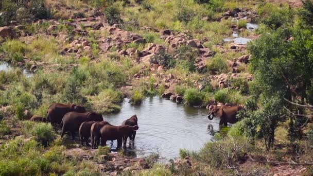 Αφρικανική Αγέλη Ελεφάντων Που Πίνει Νερόλακκο Στο Εθνικό Πάρκο Kruger — Αρχείο Βίντεο