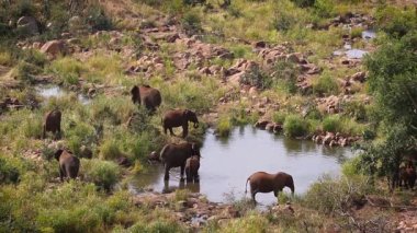 Güney Afrika 'daki Kruger Ulusal Parkı' ndaki su birikintisinde içen Afrika fili sürüsü; Fil takımından Specie Loxodonta africana ailesi