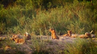 Afrika aslan sürüsü yavruları Güney Afrika 'daki Kruger Ulusal Parkı' nda, Felidae 'deki Specie Panthera leo ailesinde dinleniyor.