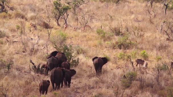 Αφρικανική Αγέλη Ελεφάντων Θάμνων Πόδια Στην Ξηρά Σαβάνα Στο Εθνικό — Αρχείο Βίντεο