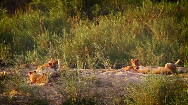 Afrikanska Lejon Stolthet Wiht Ungar Vilar Vid Skymningen Kruger National — Stockvideo