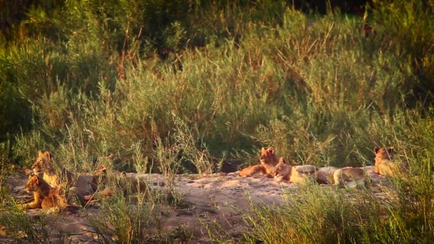 アフリカのライオンは 南アフリカのクルーガー国立公園で夕暮れ時に休んでいる赤ちゃんを誇ります — ストック動画