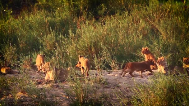 アフリカのライオンは 南アフリカのクルーガー国立公園で夕暮れ時に休んでいる赤ちゃんを誇ります — ストック動画