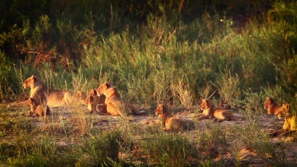 Afrikanska Lejon Stolthet Wiht Ungar Vilar Vid Skymningen Kruger National — Stockvideo