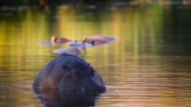 Güney Afrika 'daki Kruger Ulusal Parkı' nda şafak vakti göl kenarında çiftleşen Hippopotamus; Suaygırı amfibi familyasından Specie Hippopotamus
