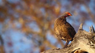 Swainson 's Spurfowl Güney Afrika' daki Kruger Ulusal Parkı 'nda, Specie Pternistis Swainsonii Phasianidae ailesinde sabah vakti tımar ediliyor.