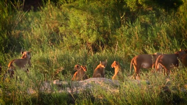 Afrikanskt Lejon Stolthet Väg Skymningen Kruger National Park Sydafrika Specie — Stockvideo