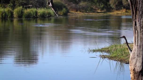 Goliat Heron Jakt Sjö Kruger Nationalpark Sydafrika Specie Ardea Goliath — Stockvideo