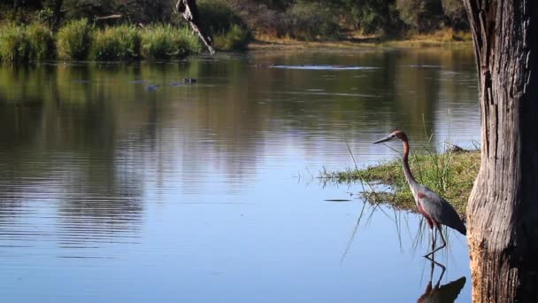 Goliath Heron Για Κυνήγι Μια Λίμνη Στο Kruger National Park — Αρχείο Βίντεο
