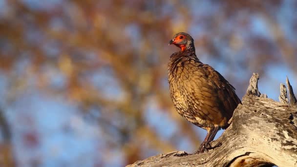 Swainson Spurfowl Verzorgen Zingen Kruger National Park Zuid Afrika Soort — Stockvideo