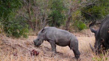 Güney Afrika Kruger Ulusal Parkı 'nda anne ve bebek Güney beyaz gergedan; Gergedan simum simum familyasından Specie Ceratotherium simum