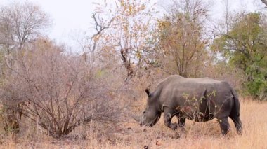 Güney Afrika Kruger Ulusal Parkı 'nda anne ve bebek Güney beyaz gergedan; Gergedan simum simum familyasından Specie Ceratotherium simum