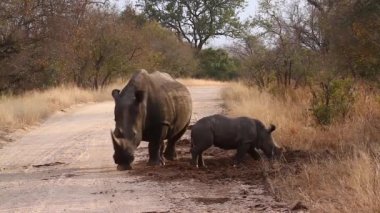 Güney Afrika Kruger Ulusal Parkı 'nda anne ve bebek Güney beyaz gergedan; Gergedan simum simum familyasından Specie Ceratotherium simum