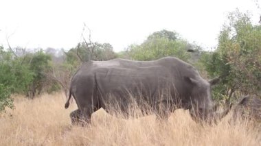 Güney Afrika Kruger Ulusal Parkı 'nda anne ve bebek Güney beyaz gergedan; Gergedan simum simum familyasından Specie Ceratotherium simum