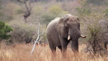 Güney Afrika 'daki Kruger Ulusal Parkı' nda akasya dalları yiyen Afrika fili; Fil giller familyasından Specie Loxodonta africana